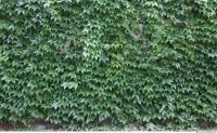 Photo Texture of Wall Ivy 0002
